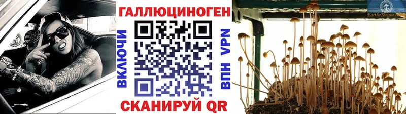 ссылка на мегу маркетплейс  Оса  Галлюциногенные грибы GOLDEN TEACHER 